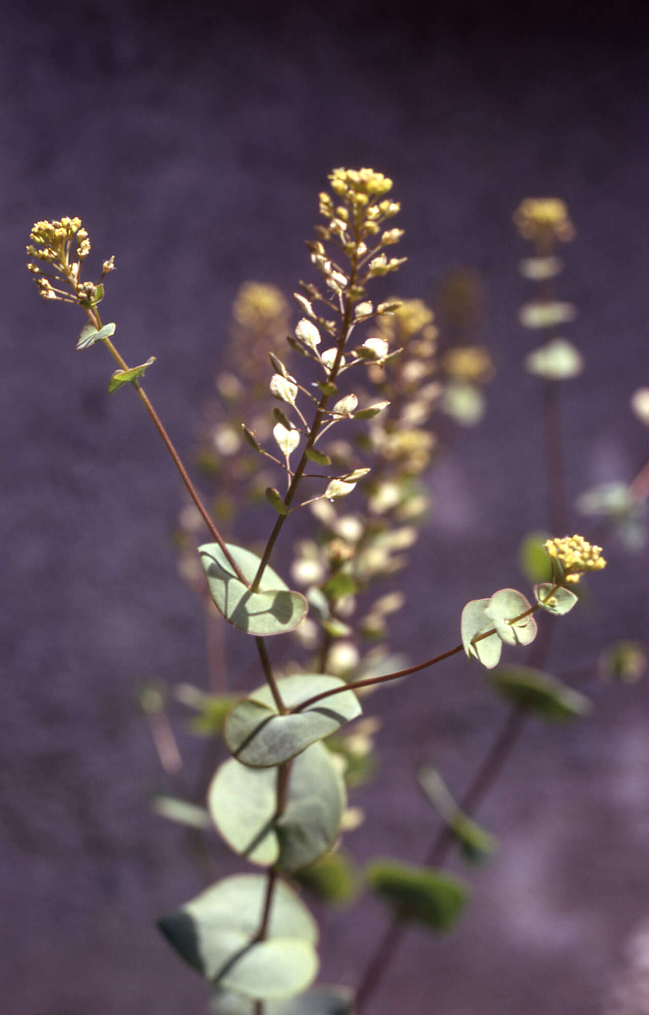 Image of clasping pepperweed