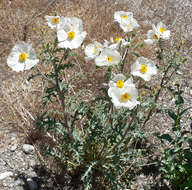 Image of flatbud pricklypoppy