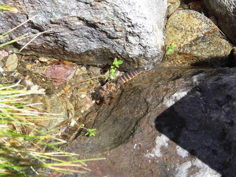 Image of Mountain Giant Dragonfly