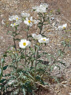 Image of flatbud pricklypoppy