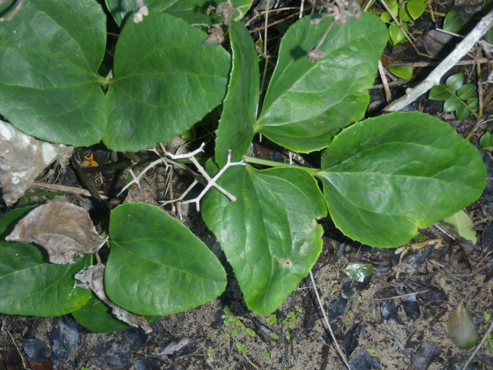 Image of Knowltonia vesicatoria subsp. vesicatoria