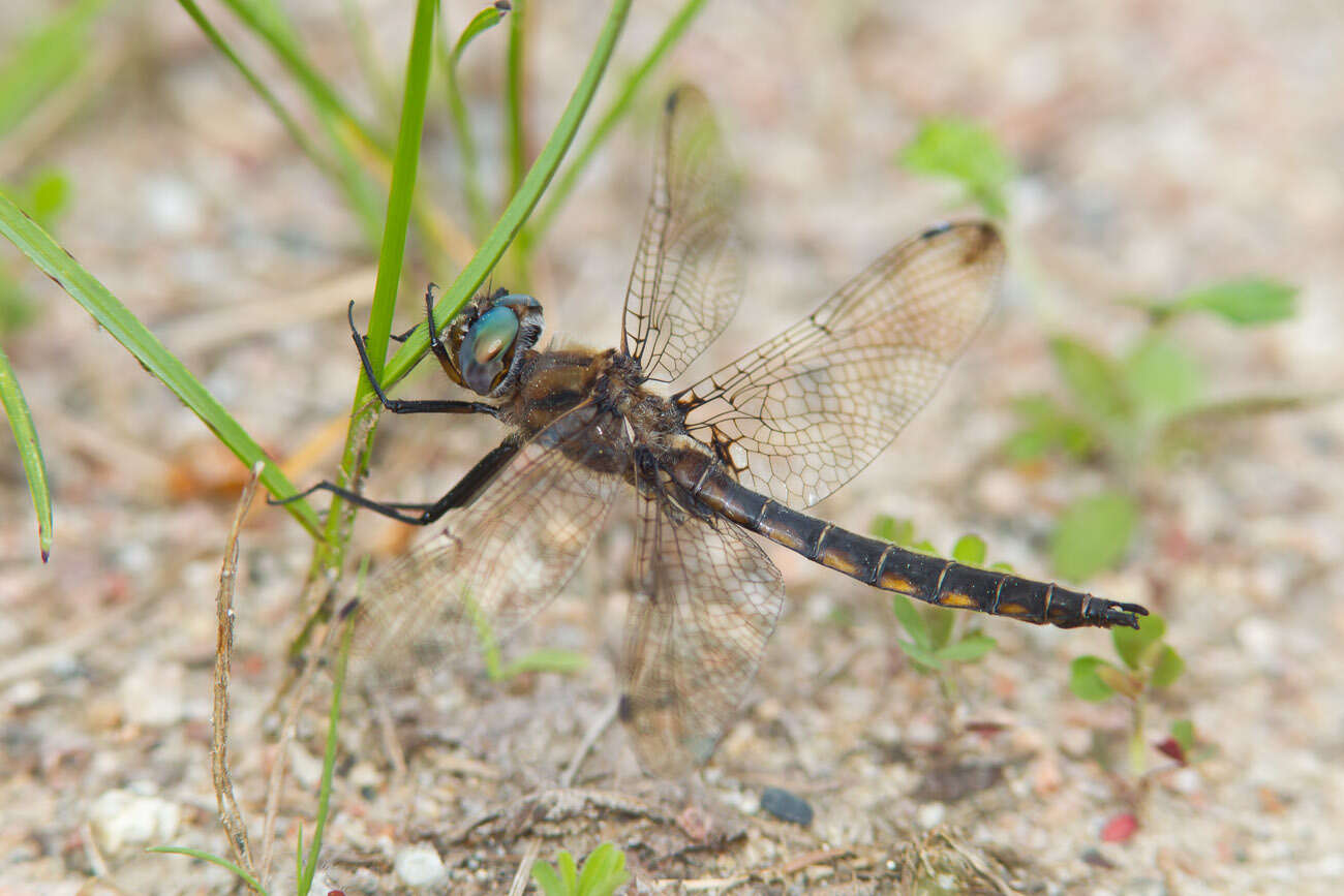 Image of Beaverpond Baskettail