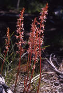 Corallorhiza mertensiana Bong.的圖片