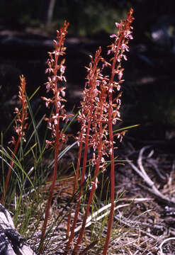 Image of Pacific coralroot