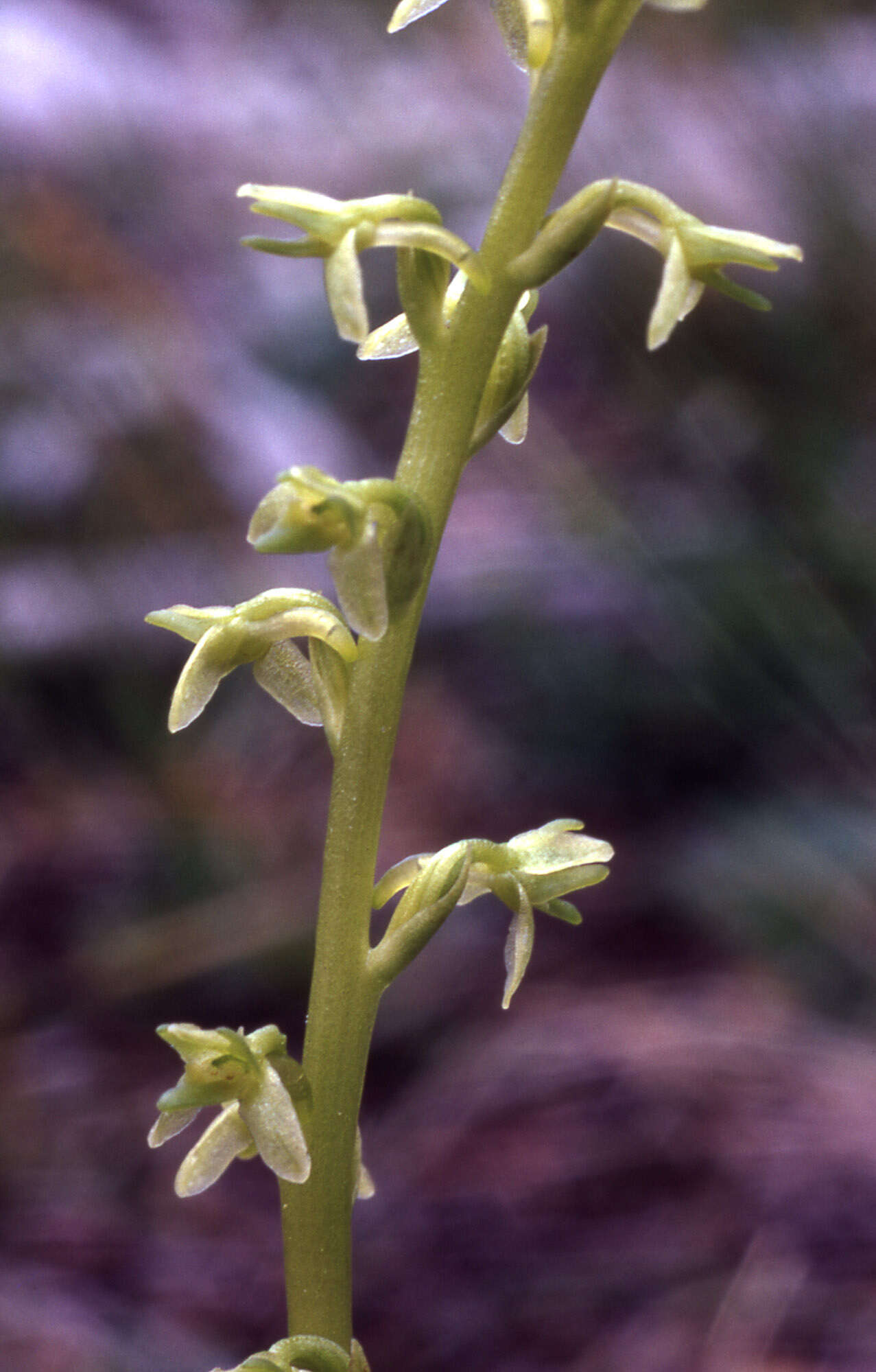Image of Alaska Rein Orchid