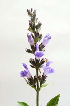 Imagem de Salvia officinalis L.