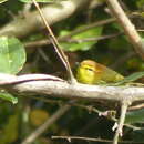 Image of Phylloscopus ruficapilla ruficapilla (Sundevall 1850)