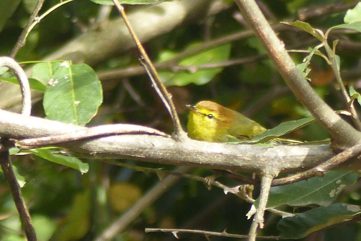 صورة Phylloscopus ruficapilla ruficapilla (Sundevall 1850)