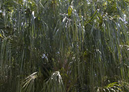 Image of fountain palm