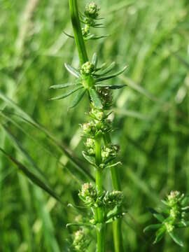 Image of White bedstraw