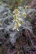 Image of Drummond's milkvetch