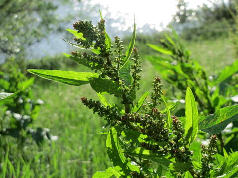 Imagem de Rumex obtusifolius L.