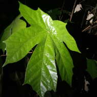 Image of Pterospermum diversifolium Bl.