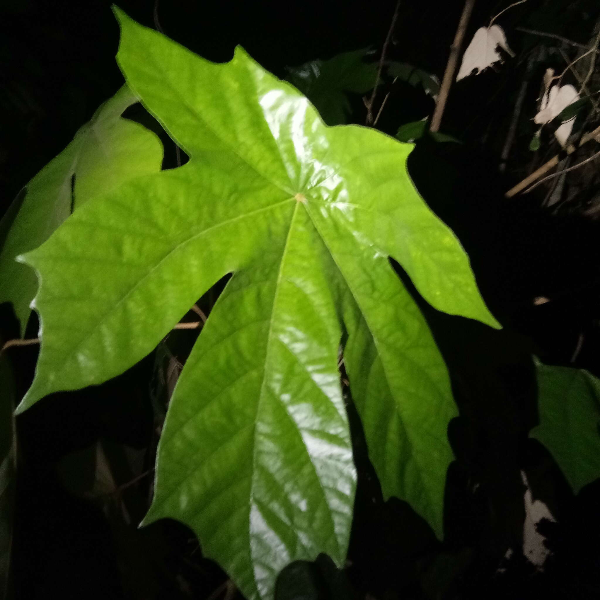 Image of Pterospermum diversifolium Bl.