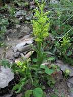 Image of Habenaria jaliscana S. Watson