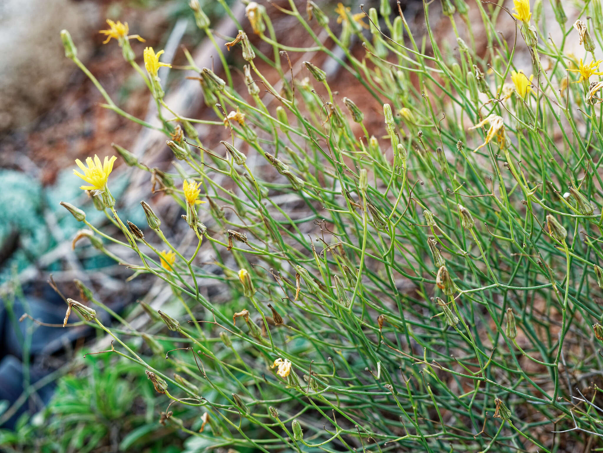 Image of Launaea lanifera Pau