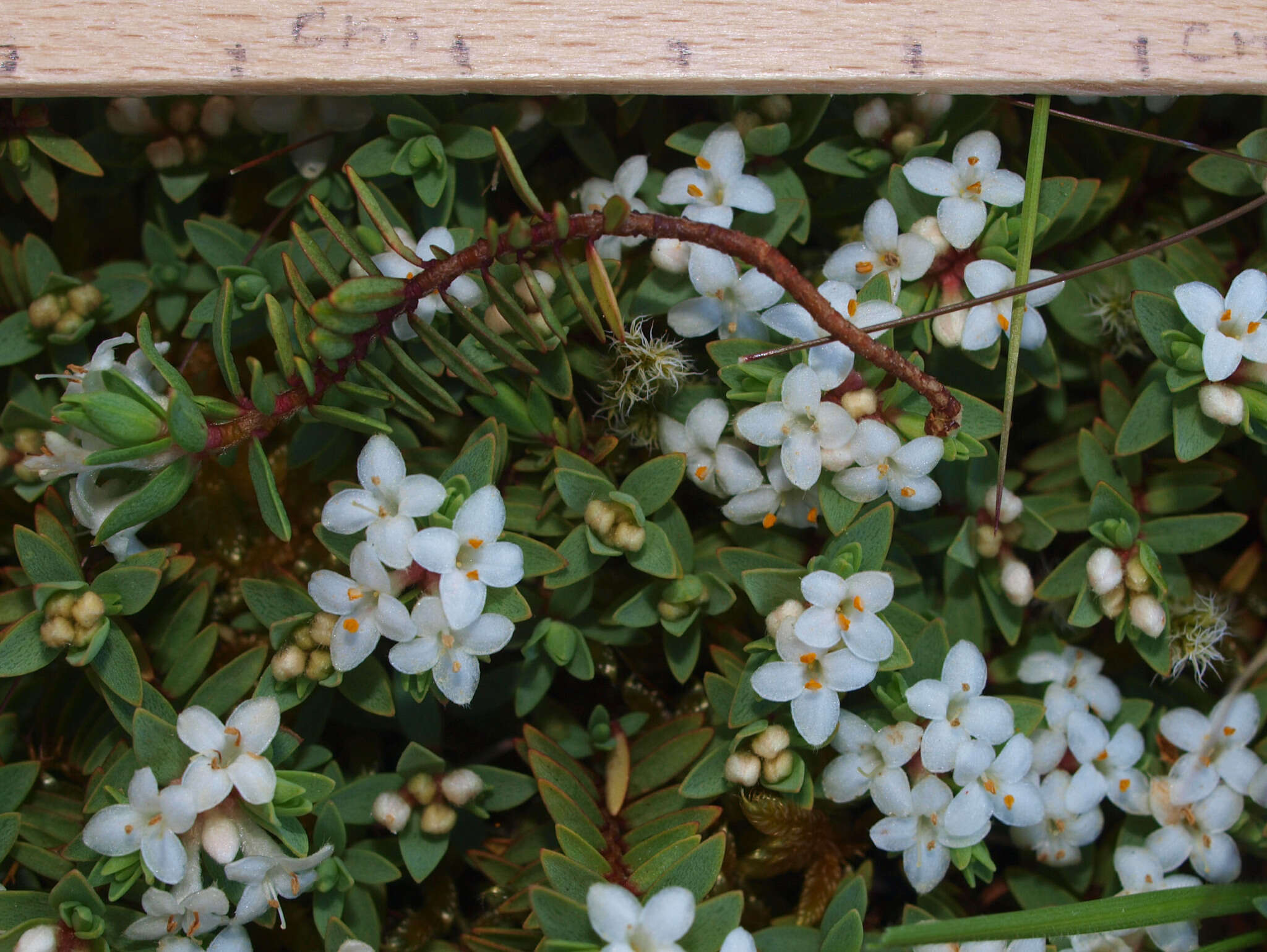 Image of Pimelea prostrata (J. R. & G. Forst.) Willd.