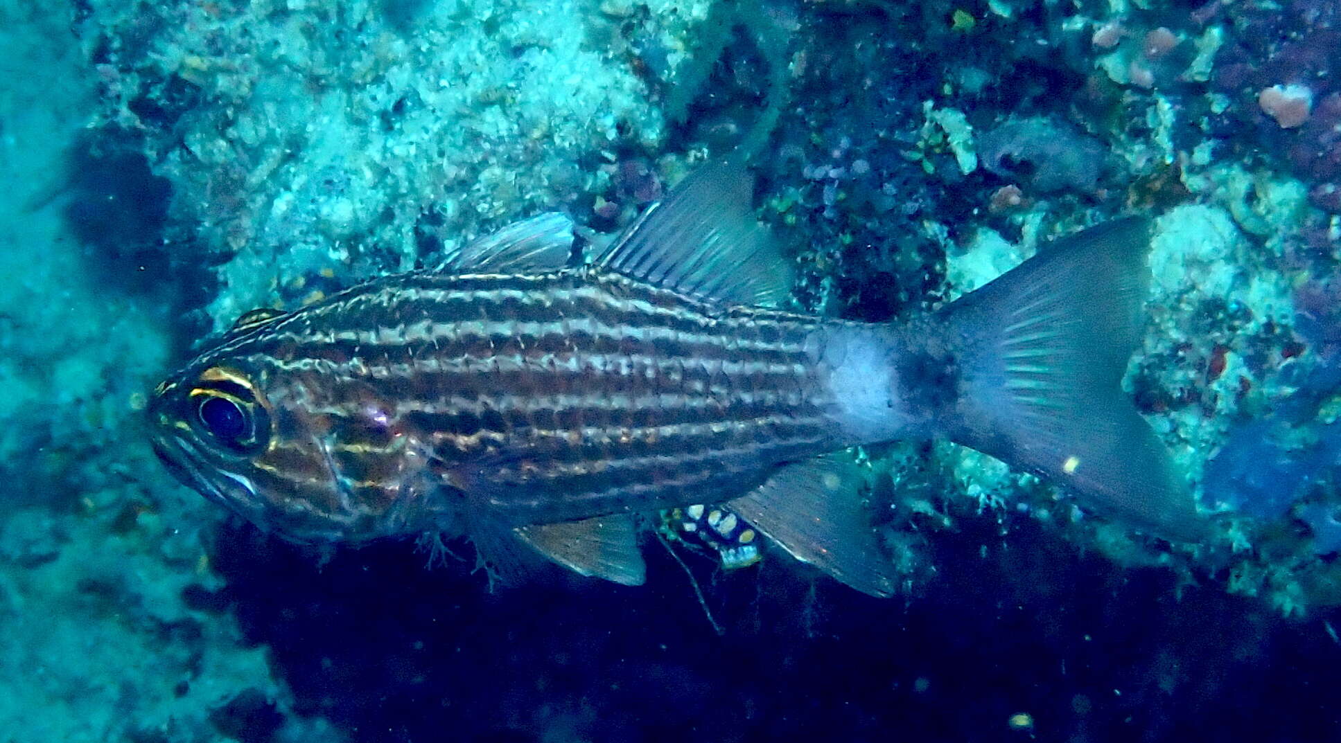 Image of Large toothed cardinalfish