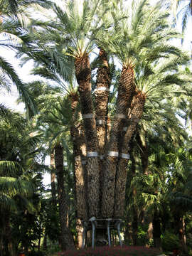 Image of date palm