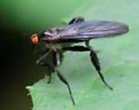 صورة Rhamphomyia longicauda Loew 1861