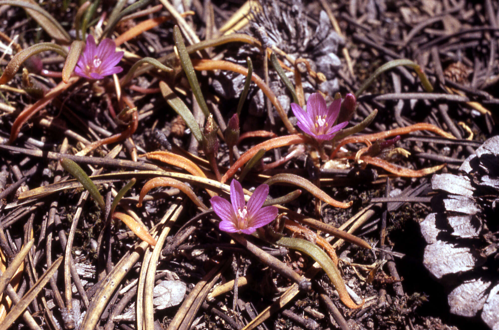 Image of alpine lewisia