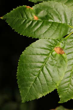 Image of Dasineura fraxinea (Kieffer 1907)