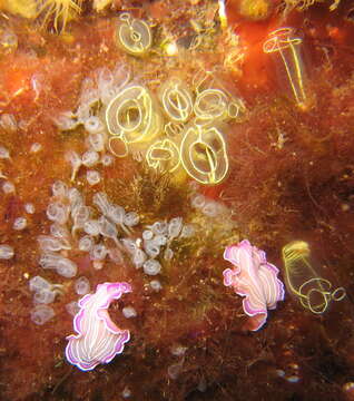 Image of Light-bulb sea squirt