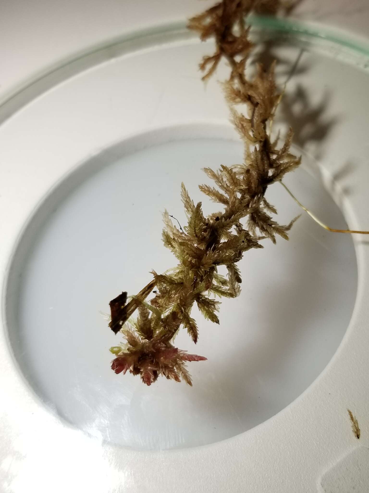 Imagem de <i>Sphagnum medium</i>