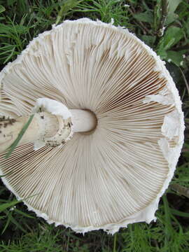 Image of Macrolepiota zeyheri Heinem. 1962