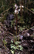 Image of bulbous woodland-star