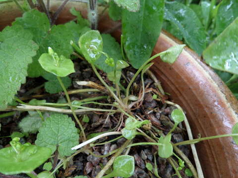 Image of Indian lettuce