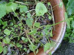 Image of Indian lettuce