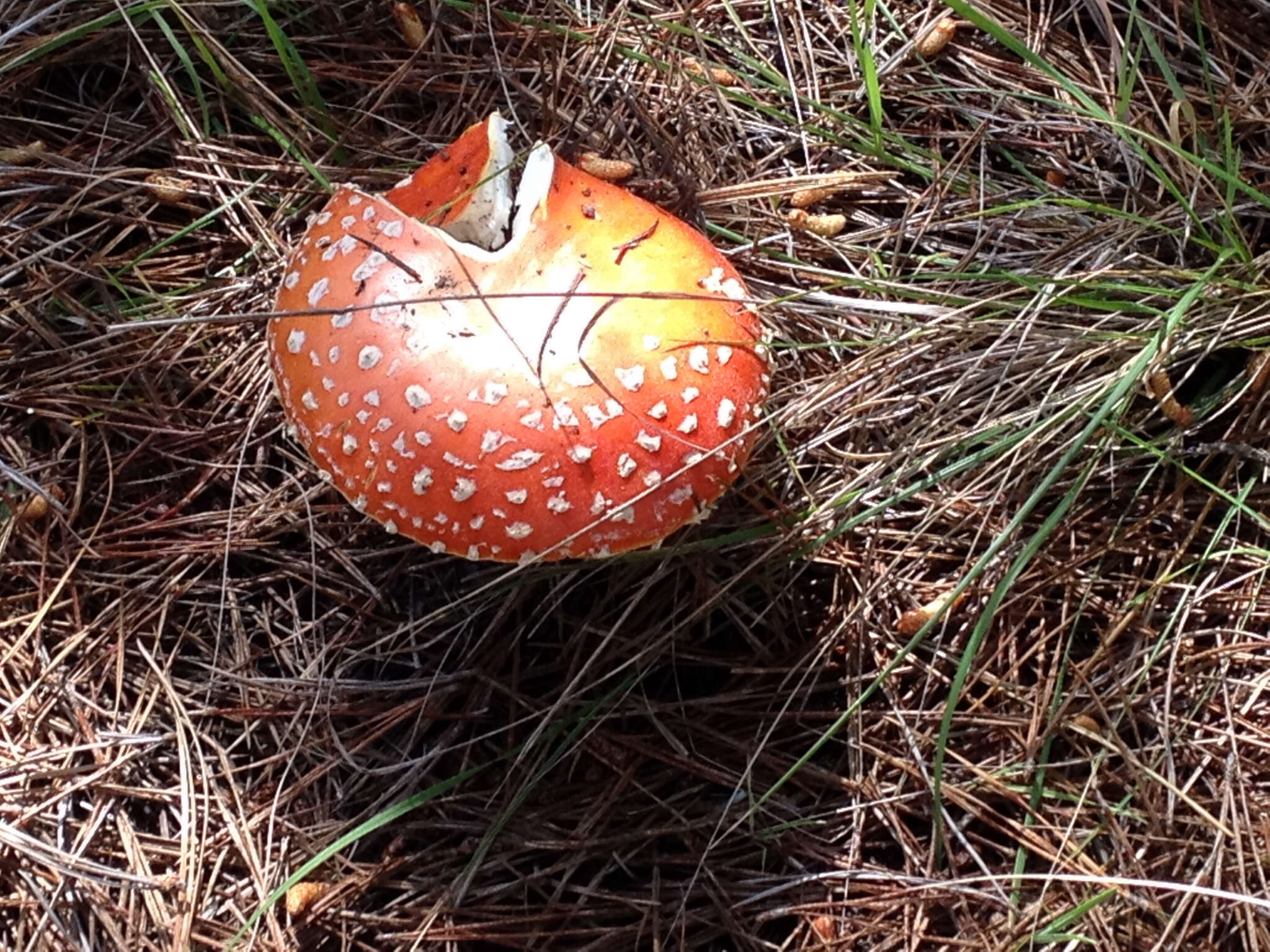 Image of Fly agaric