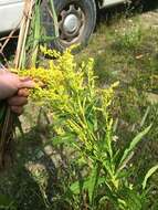 Image of Solidago brendae Semple