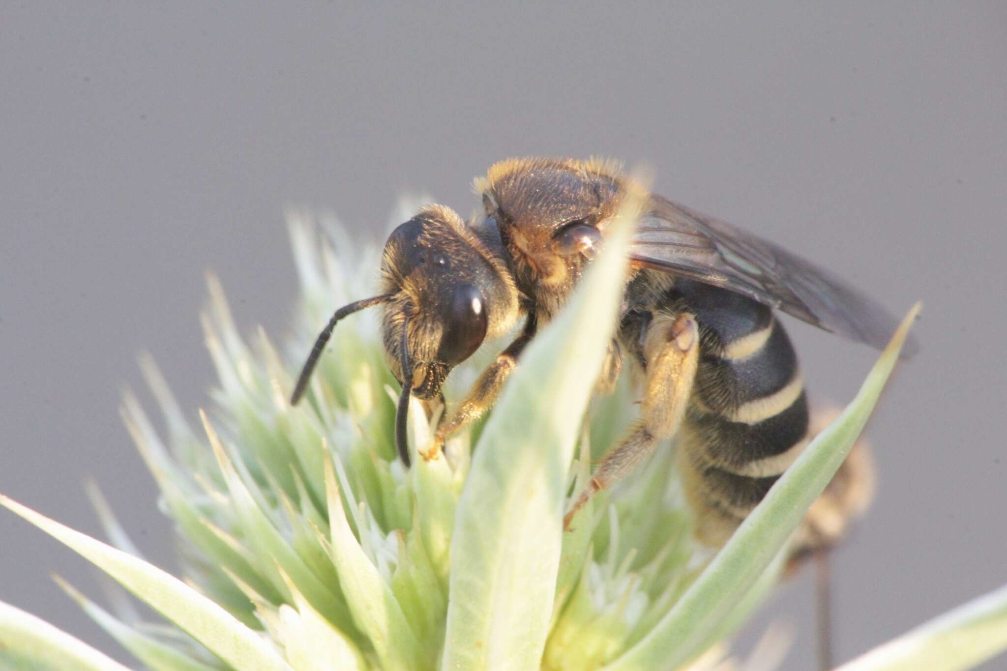 Imagem de Halictus patellatus Morawitz 1873