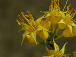 Image of Mouriri acutiflora Naud.