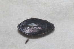 Image of Belostoma subspinosum (Palisot de Beauvois 1820)