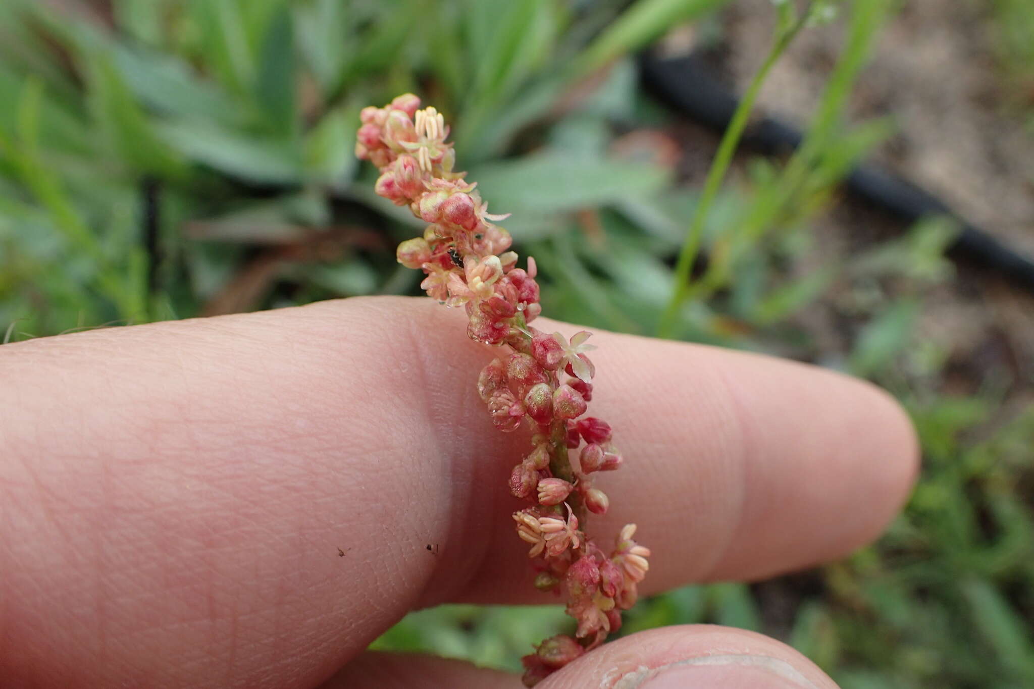 Image de Rumex hastatulus Baldw. apud Ell.