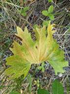 Image of Wenatchee Mountains checkermallow