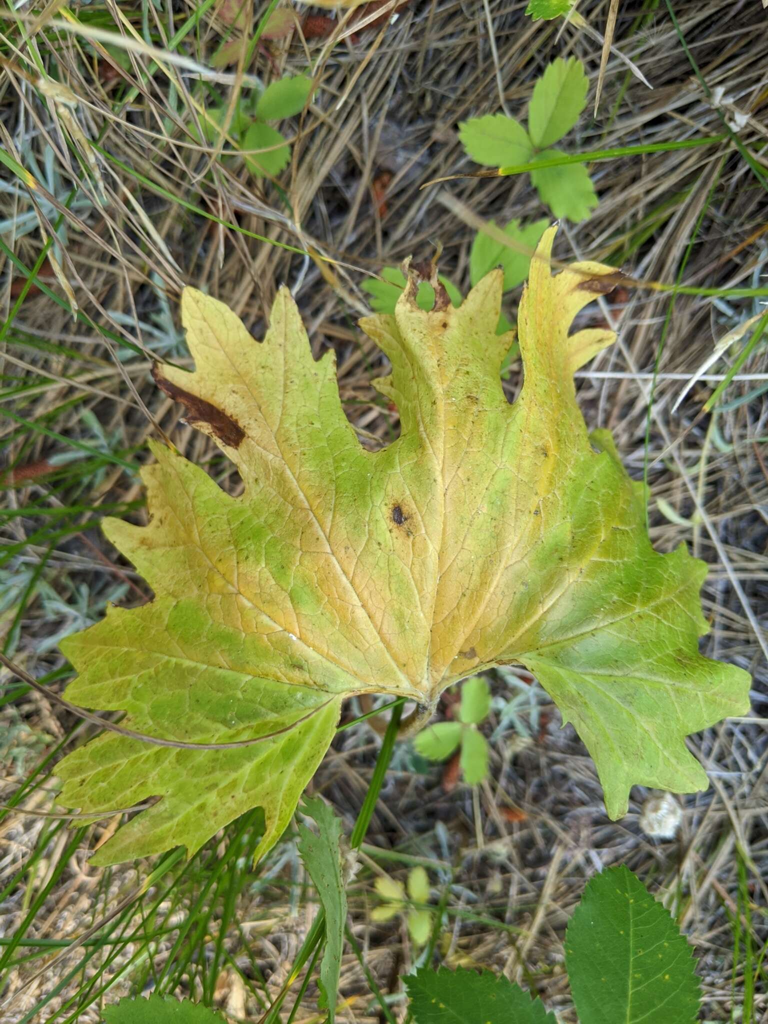 Image of Wenatchee Mountains checkermallow