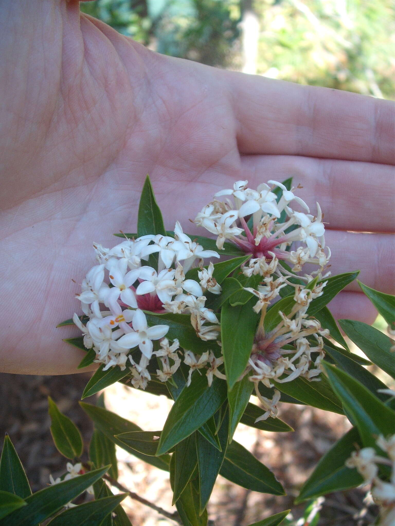 Image of long-leaved pimelea