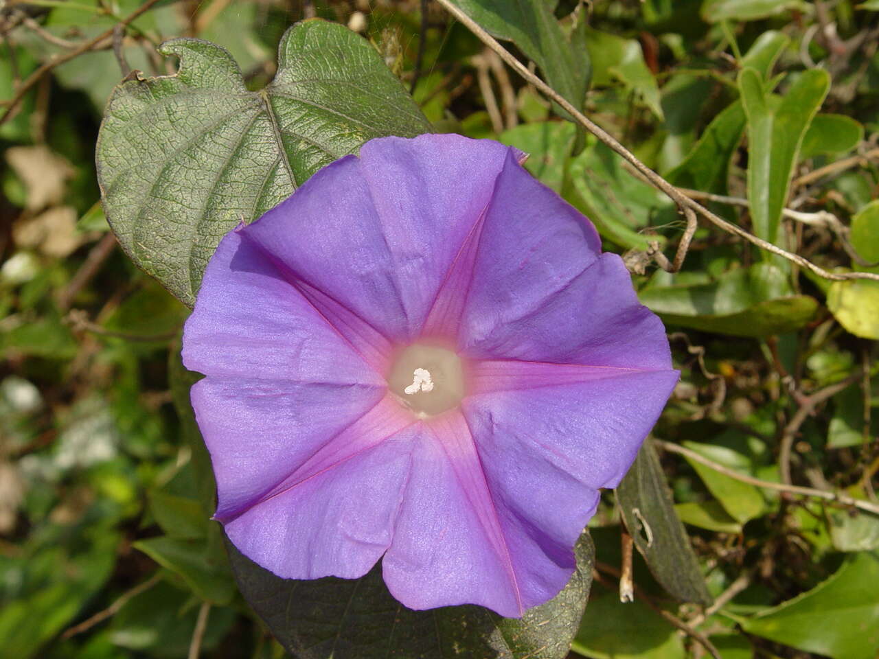 Sivun Ipomoea indica (J. Burman) Merr. kuva