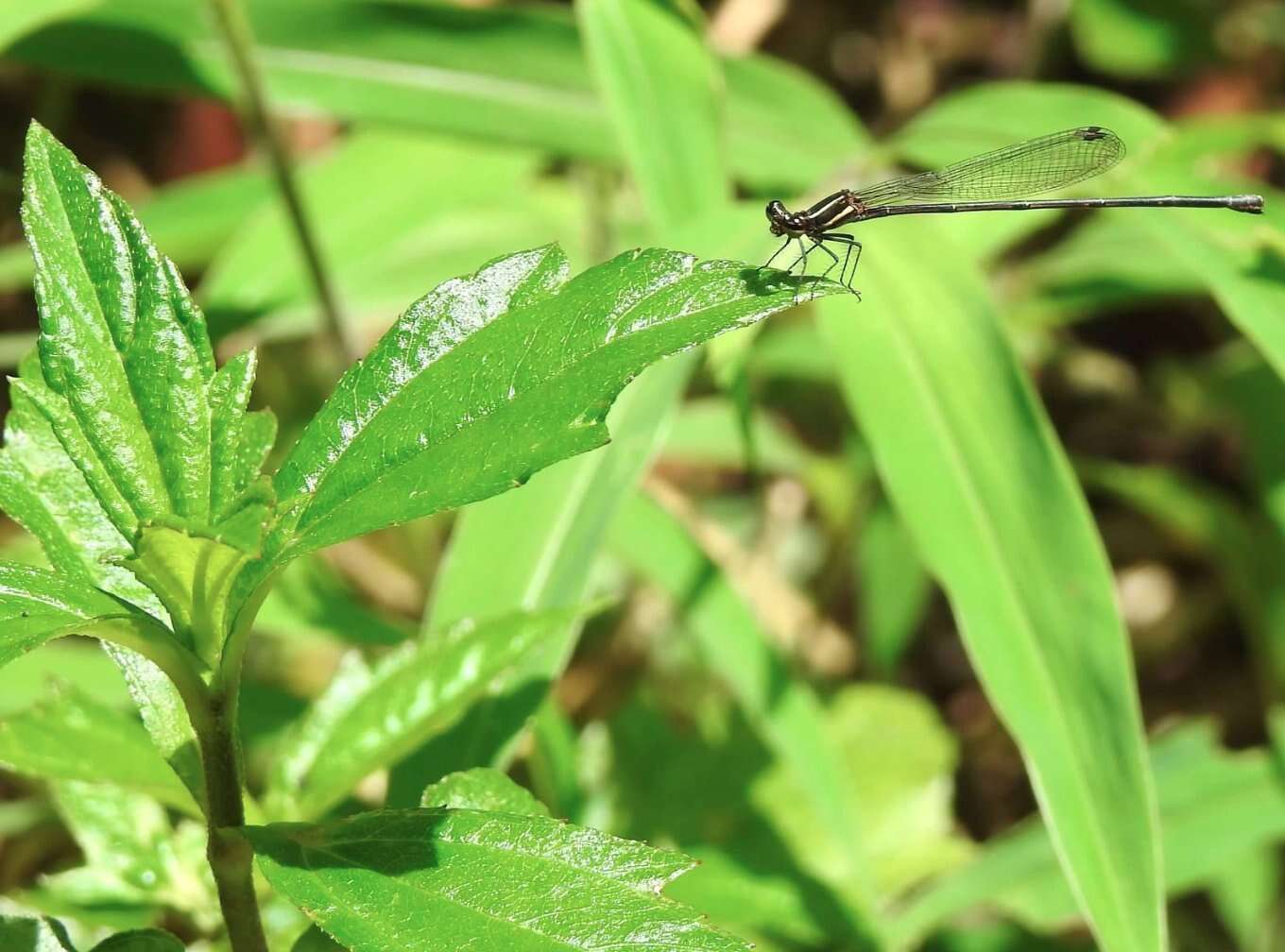 Image of Prodasineura autumnalis (Fraser 1922)