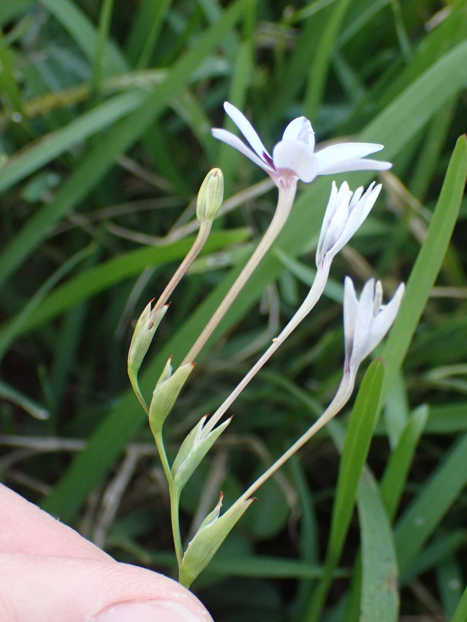 Image of Freesia laxa subsp. azurea (Goldblatt & Hutchings) Goldblatt & J. C. Manning