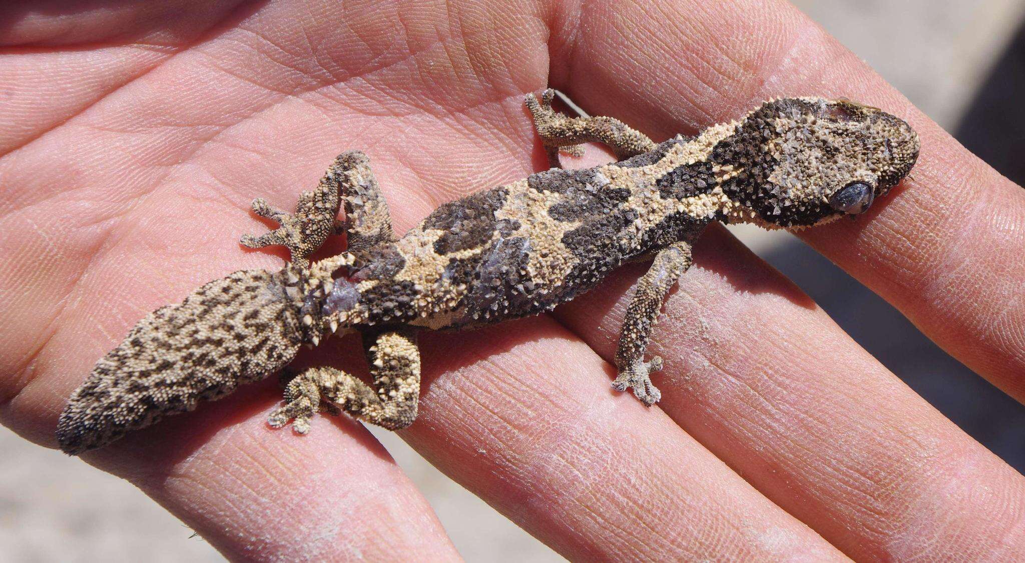 Image of Rough Thick-toed Gecko