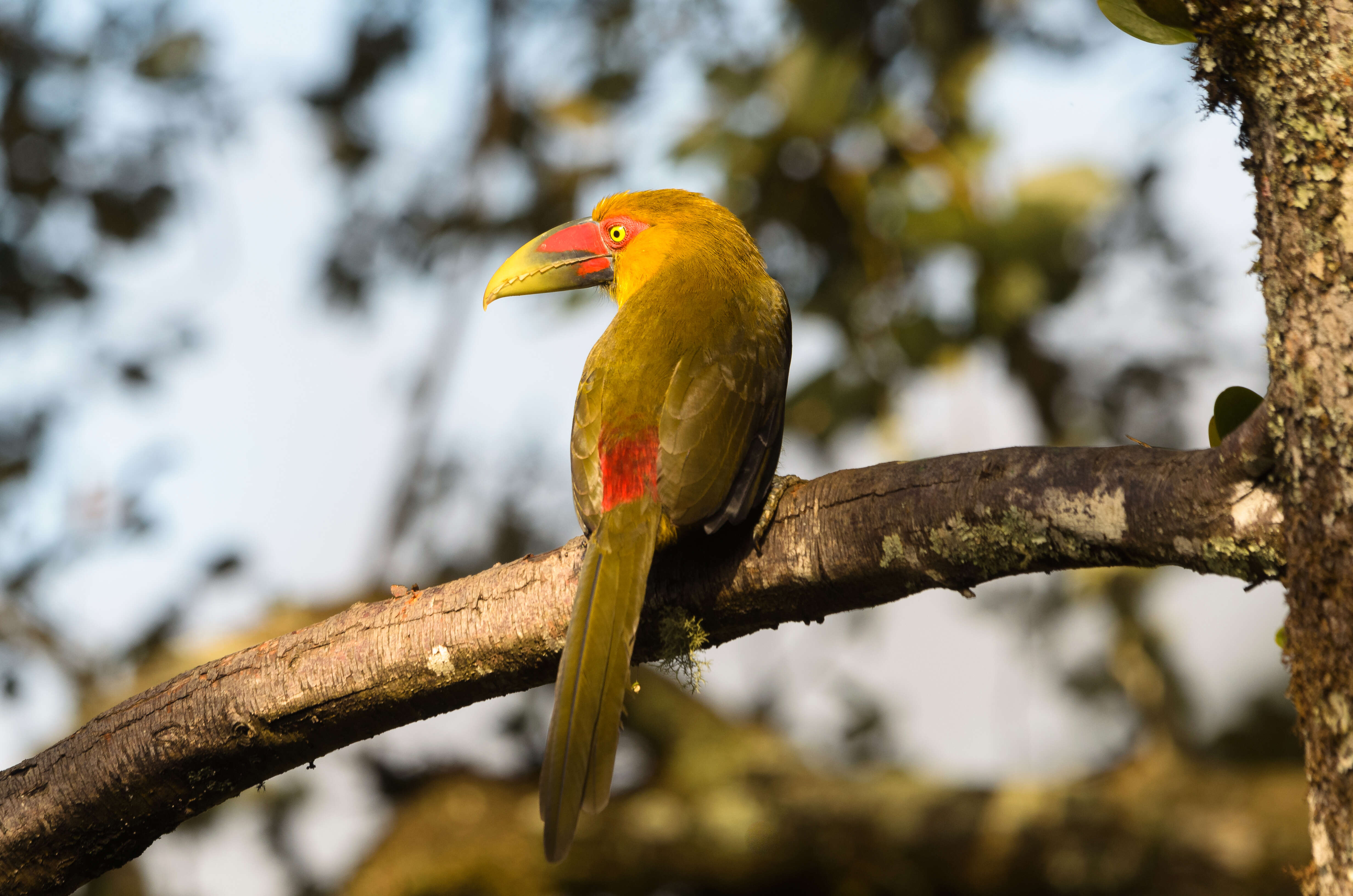 Image of Saffron Toucanet