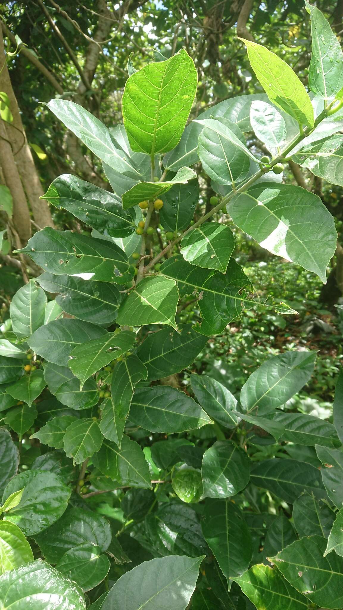 Imagem de Ficus cumingii Miq.