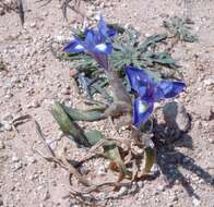 Image of Barbary Nut Iris