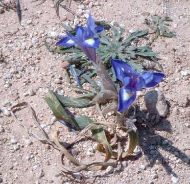 Plancia ëd Moraea sisyrinchium (L.) Ker Gawl.