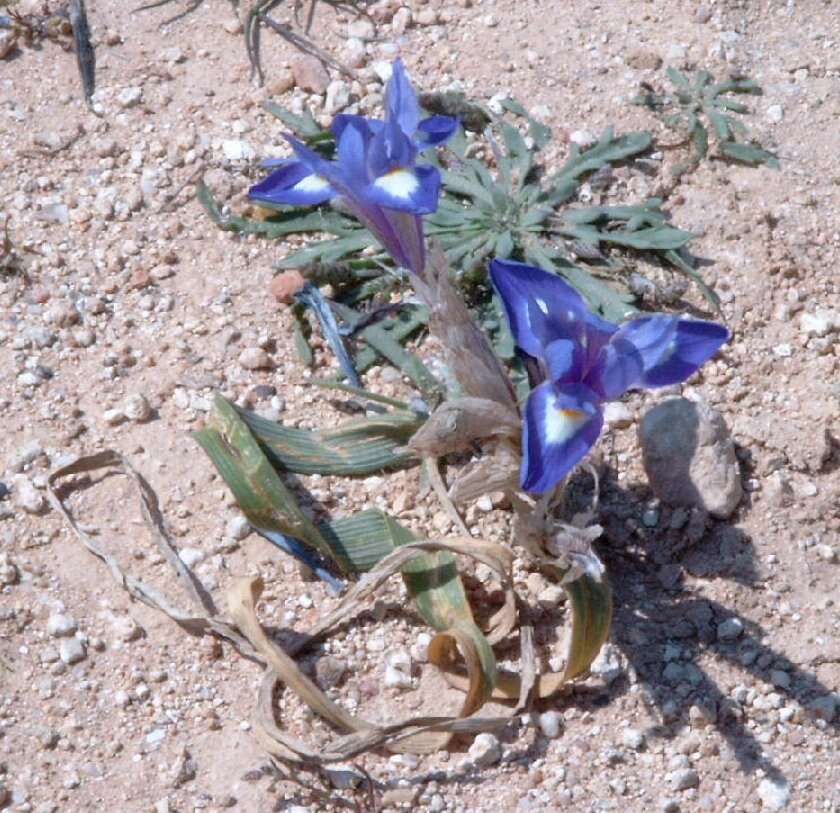 Image of Barbary Nut Iris